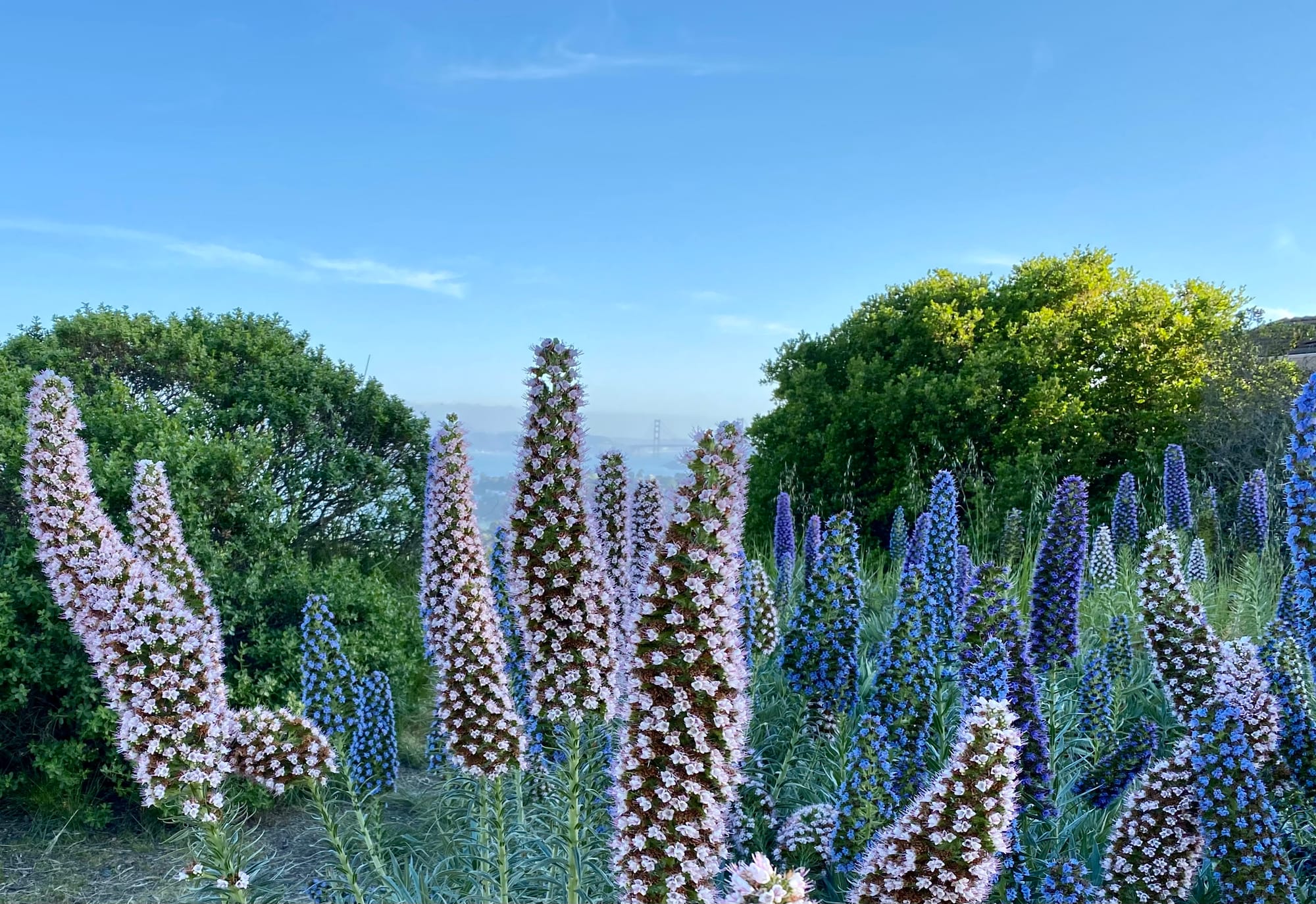 Pride-of-Madeira with vibrant purple and blue flower spikes growing along San Francisco Bay.