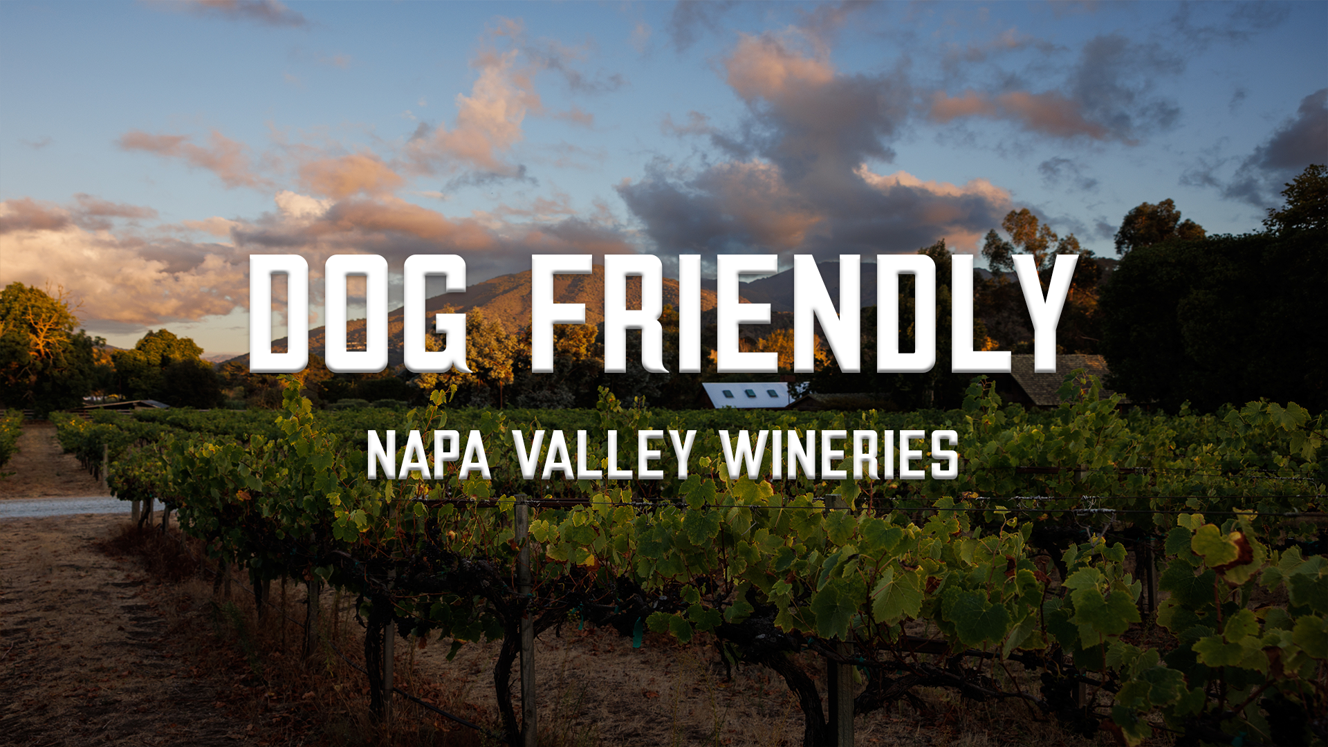 These are the 19 dog friendly Napa Valley wineries in our 2025 database. Photo from Visit Calfornia. 