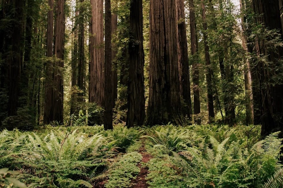California North Coast: Best IG spots in 2025