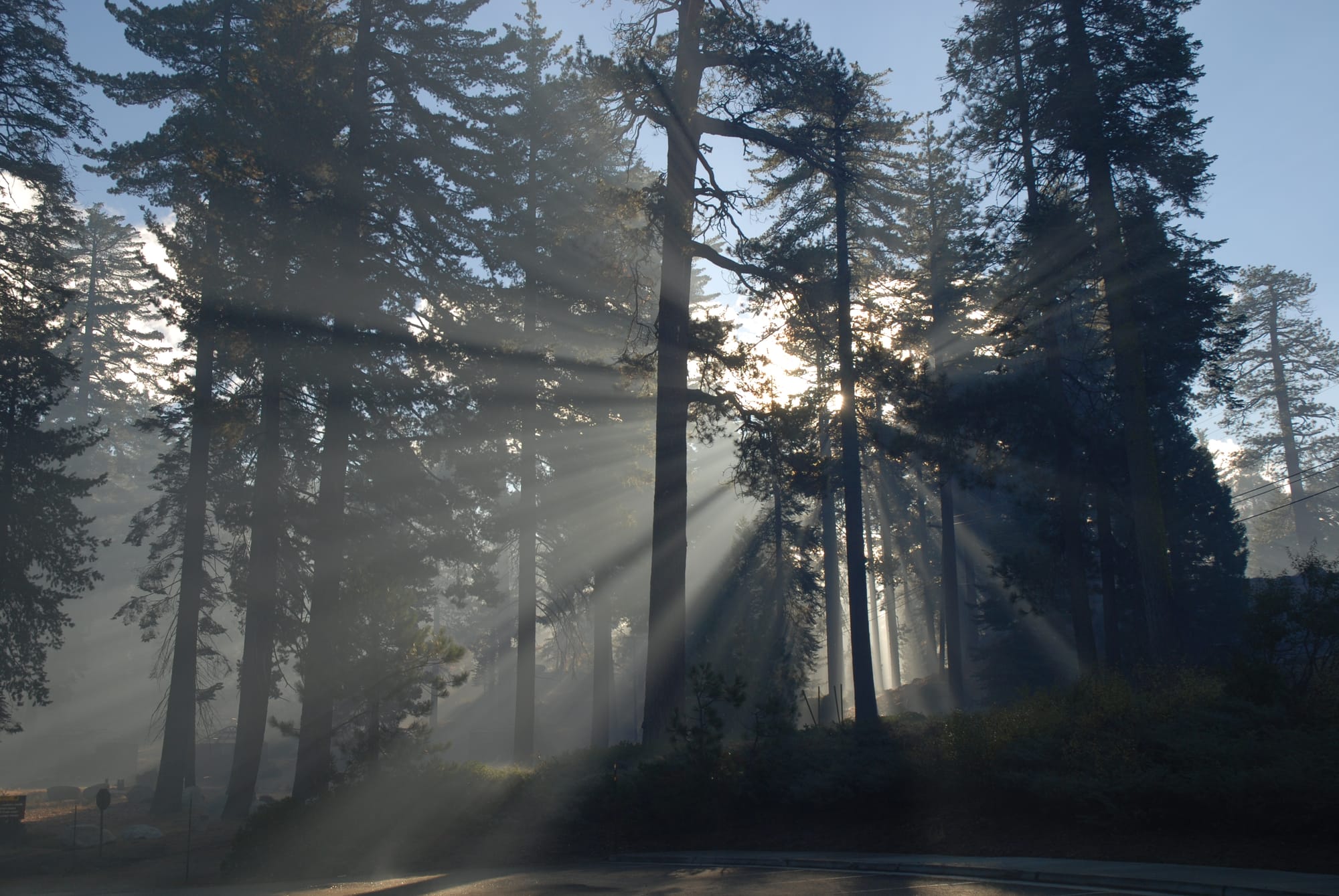 Are Dogs Allowed in Redwood National Park? What Pet Owners Need to Know.