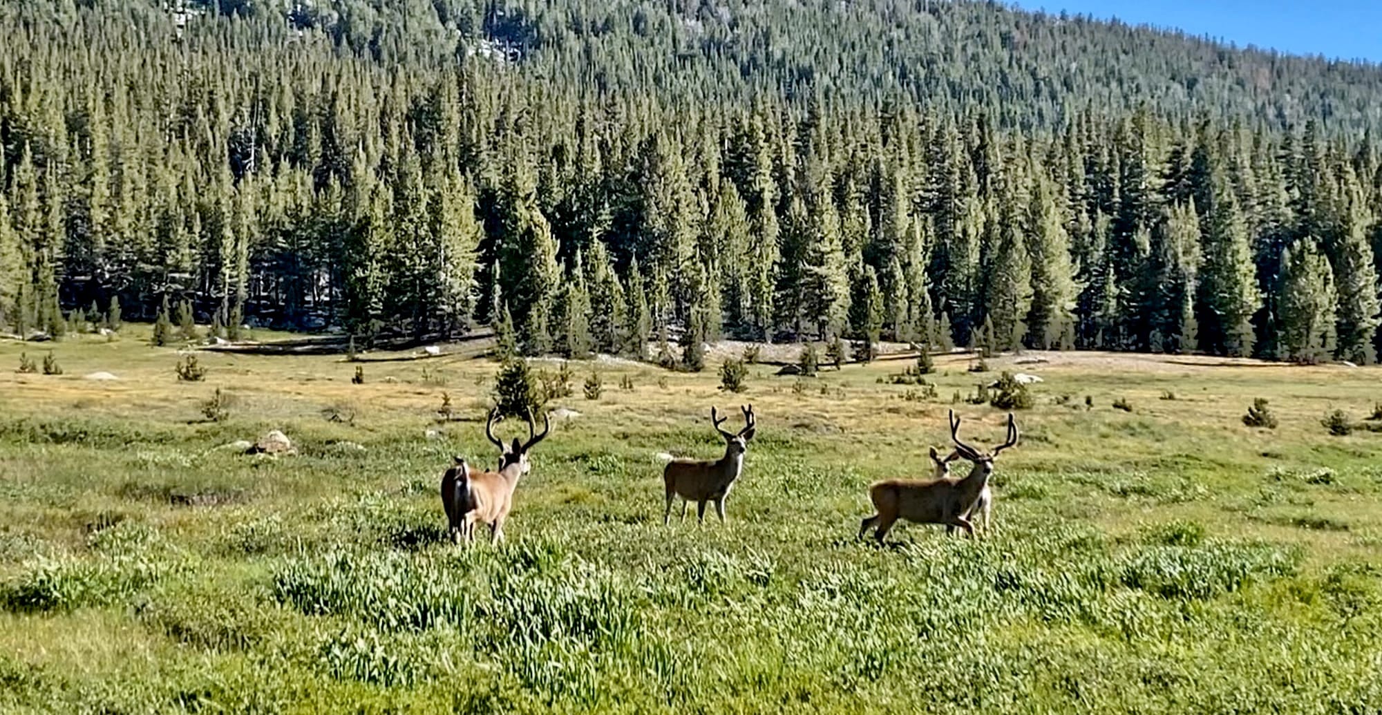 Supporting California Wildlife After Wildfires.