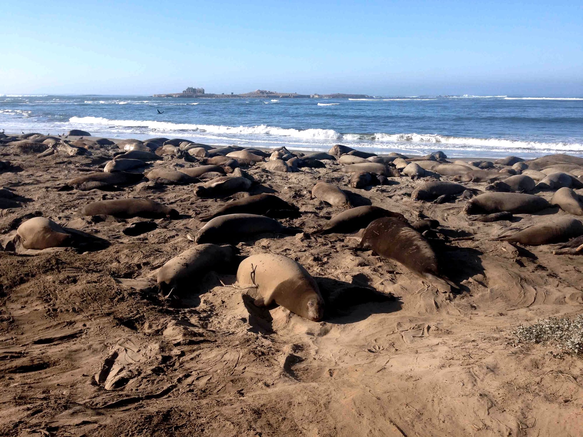 How to Visit Año Nuevo for the Elephant Seal Guided Walks.