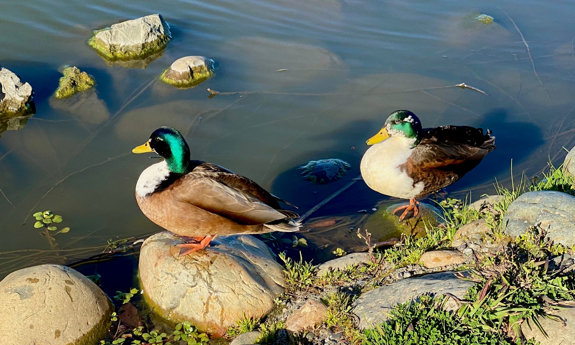 That duck's not a mallard! It's a wigeon