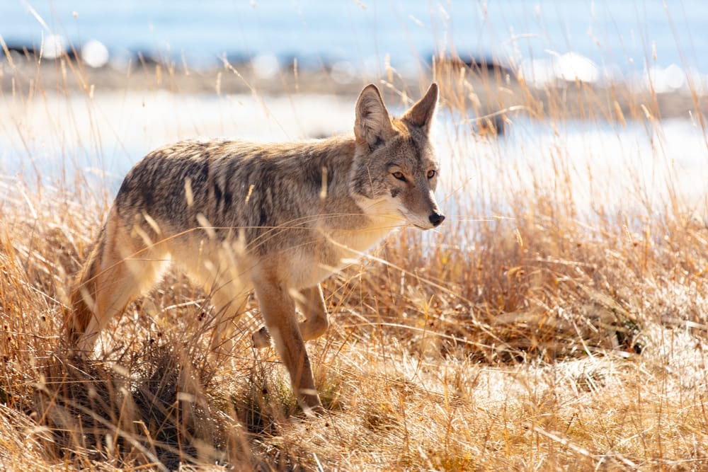 Coyotes in California: Explore biology, habitat, conflicts, and coexistence post image