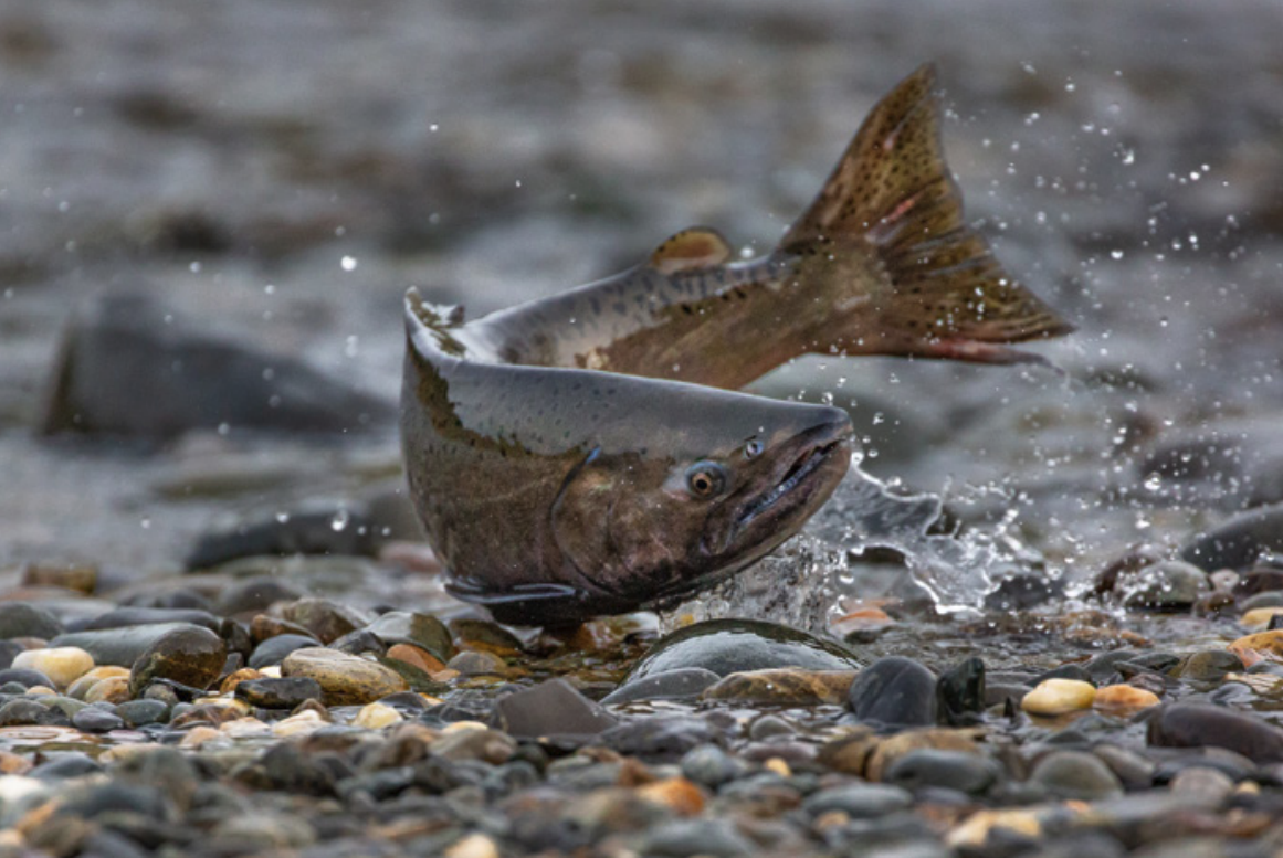 What is "California’s Salmon Strategy for a Hotter, Drier Future", and how's it going? post image