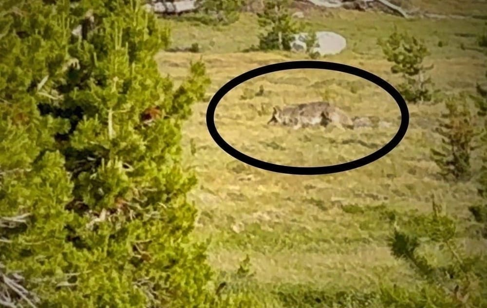 Did we see a wolf in Yosemite last summer? Here are the videos post image