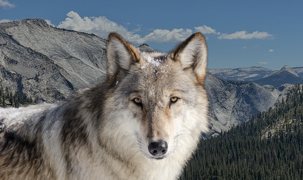 Yosemite has officially been added to the range of the gray wolf, per USFWS tracking data post image