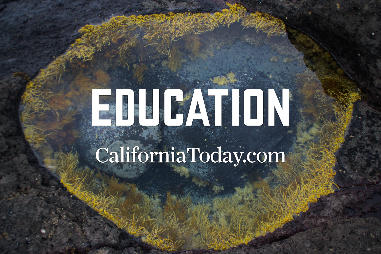 California Education post image
