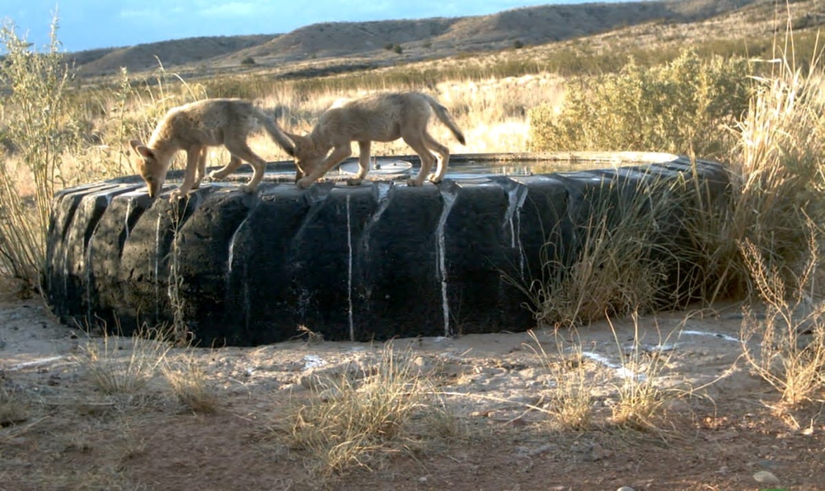 Distribution & Habitat of Coyotes in California post image