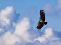 California's Endangered and Threatened Animals.