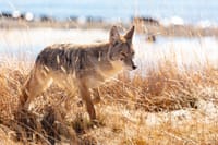 Coyotes in California.