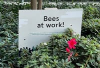 California's Bee Protection Regulations.