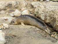 Elephant Seal Guided Walks Return to Año Nuevo State Park for 2025–2026.