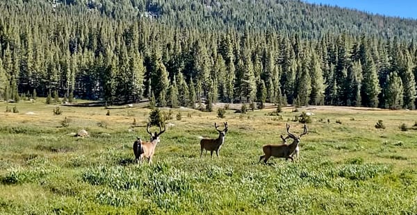 Supporting California Wildlife After Wildfires.
