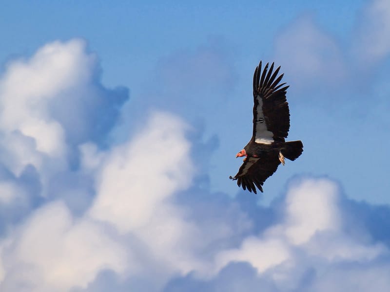 California's Endangered and Threatened Animals.