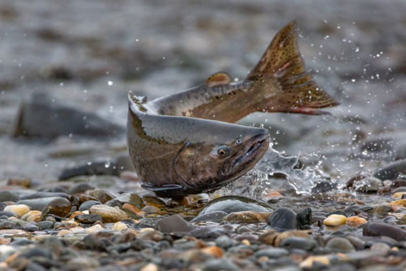 California Salmon Conservation.