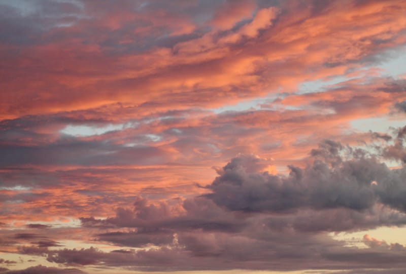 2026 California State Disability Insurance (SDI) Voluntary Plan guide post image