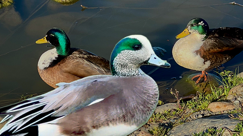 Mallard vs. Wigeon Comparison.